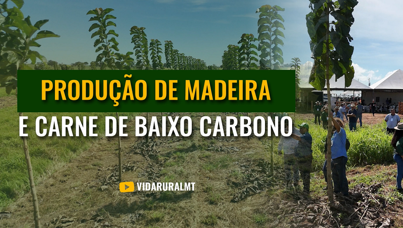 SISTEMA QUE PERMITE PRODUÇÃO DE MADEIRA E CARNE DE BAIXO CARBONO